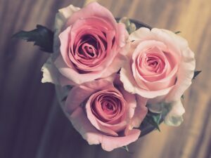 バラの花
