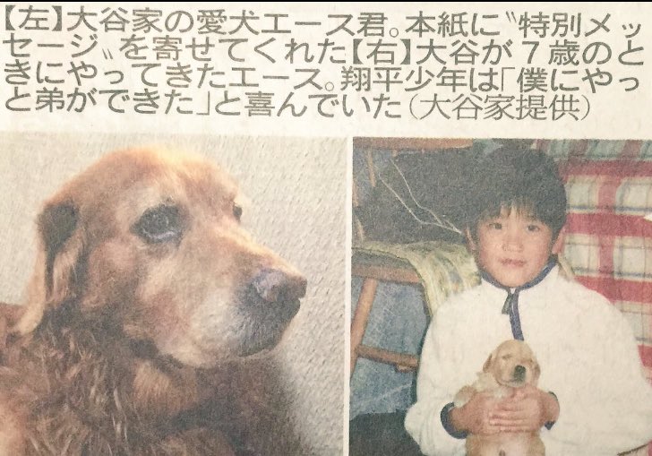 愛犬エース