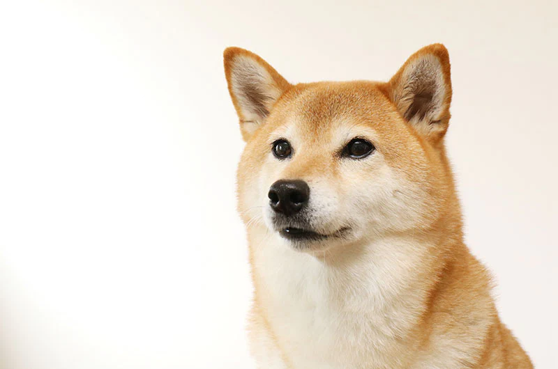 柴犬