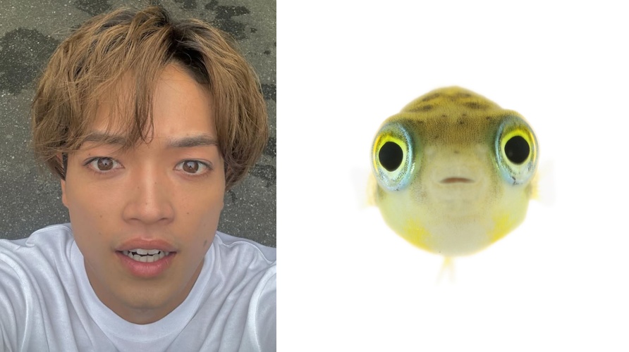 原嘉孝と魚顔比較