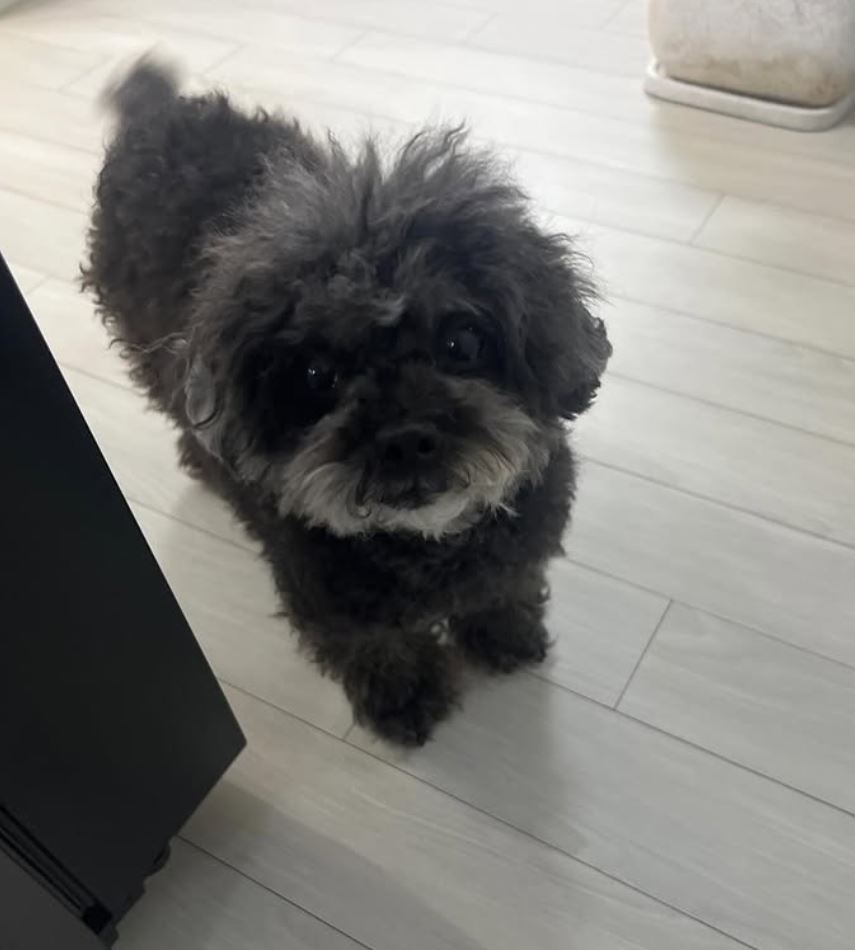 キム・ムジュンの愛犬